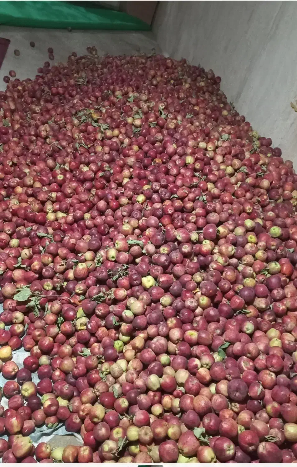 سیب قرمز|خوردنی و آشامیدنی|زنجانرود, |دیوار