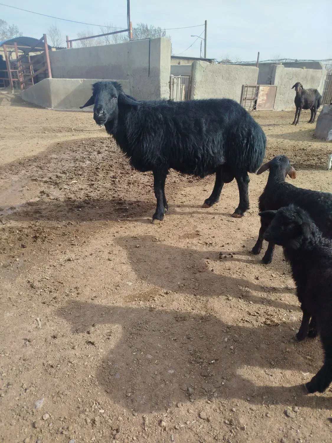 قره قزل|حیوانات مزرعه|بوئین زهرا, |دیوار