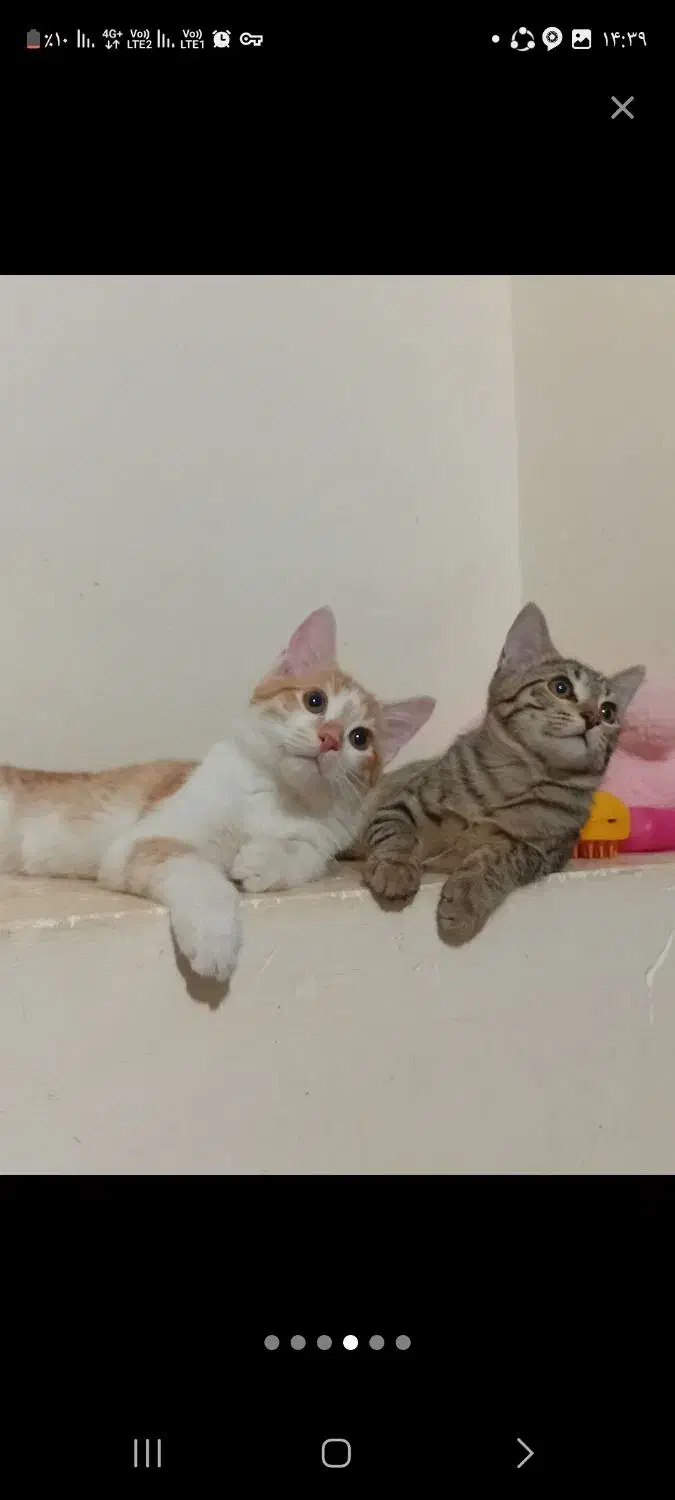 بچه گربه خانگی|گربه|سنقر, |دیوار