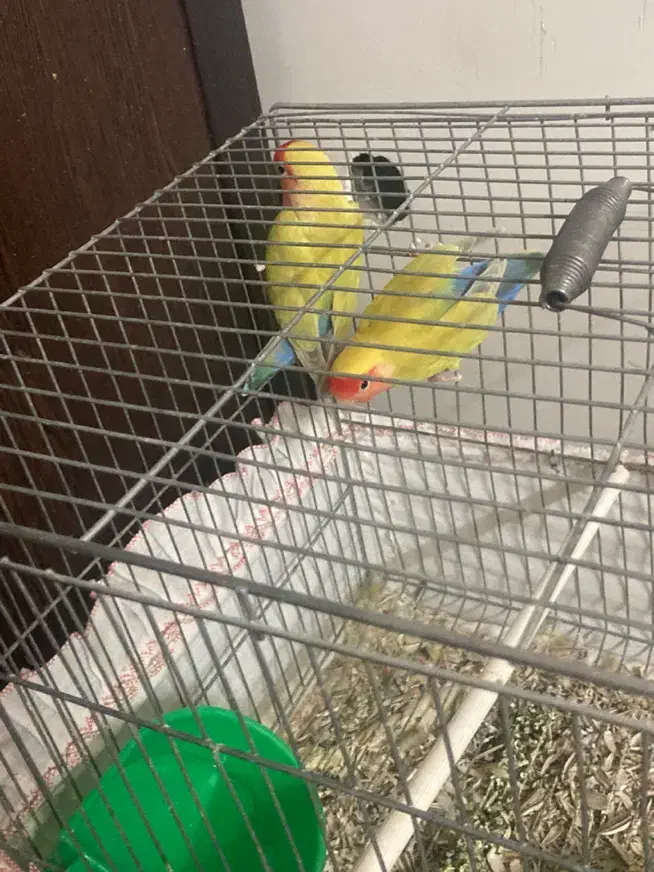 جفت طوطی کوتوله و مرغ عشق پروانه ای ضمانتی|پرنده|زرند, |دیوار