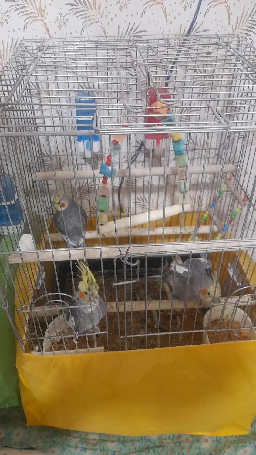 عروس هلندی ۴ عدد فروش|پرنده|الوند, |دیوار