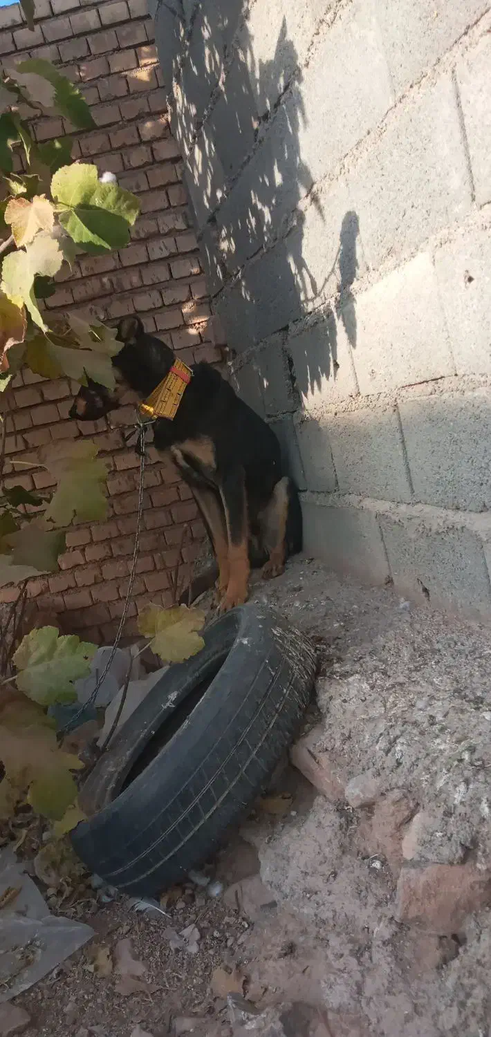 سگ دو رگه سرحال|سگ|خانمیرزا, |دیوار