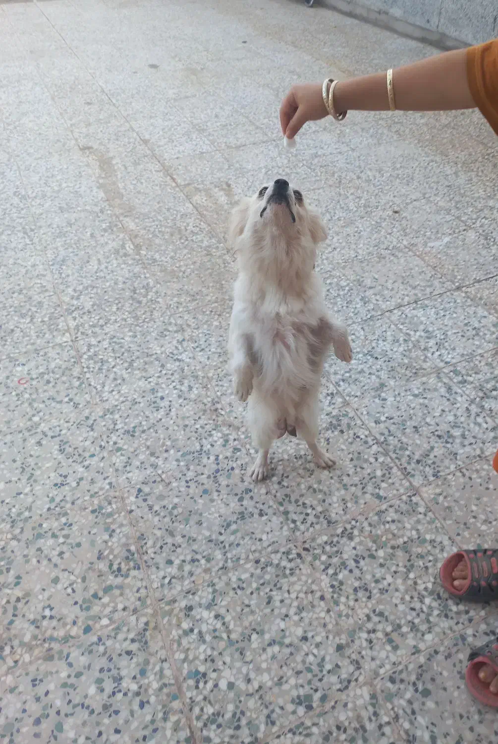 سگ پا کوتاه|سگ|رفسنجان, |دیوار