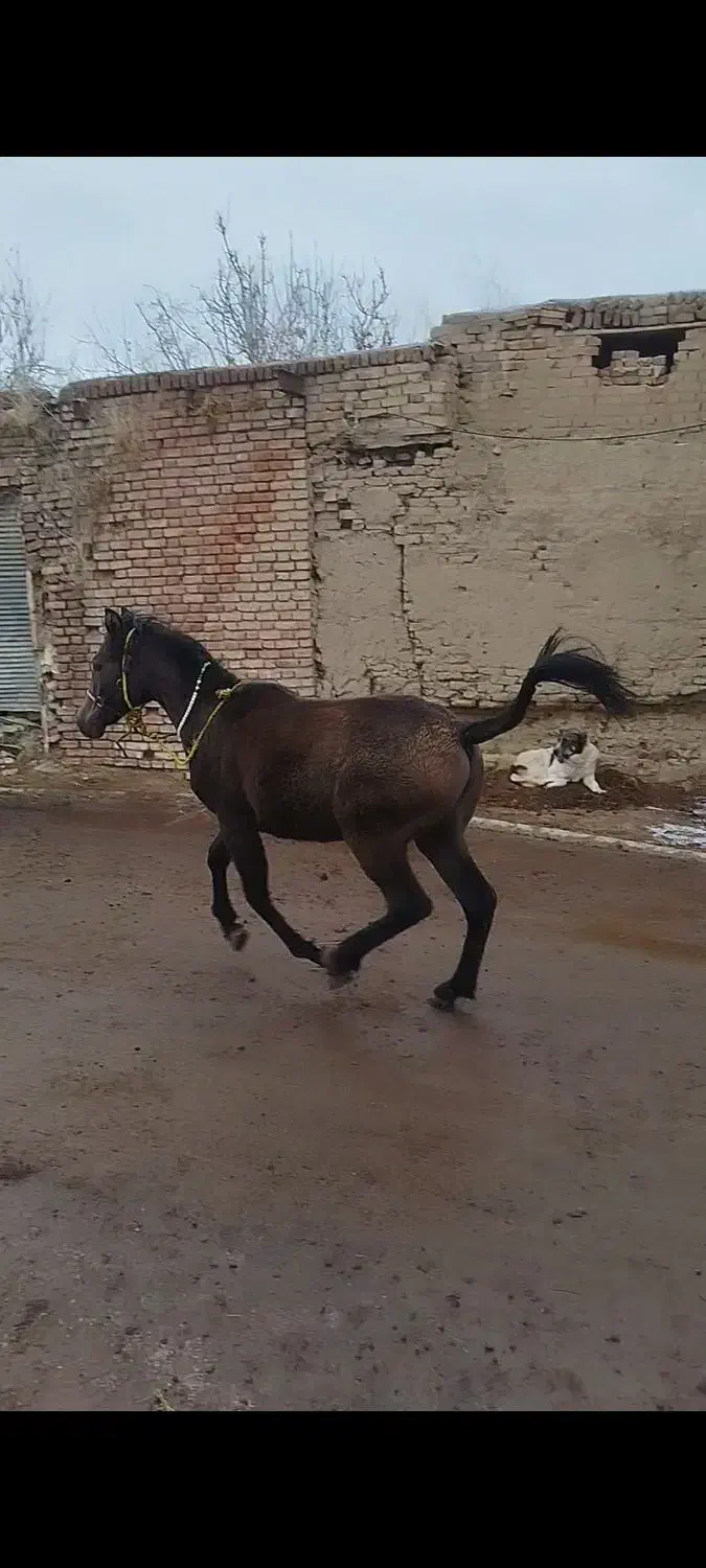 اسب|اسب و تجهیزات اسبسواری|سلماس, |دیوار