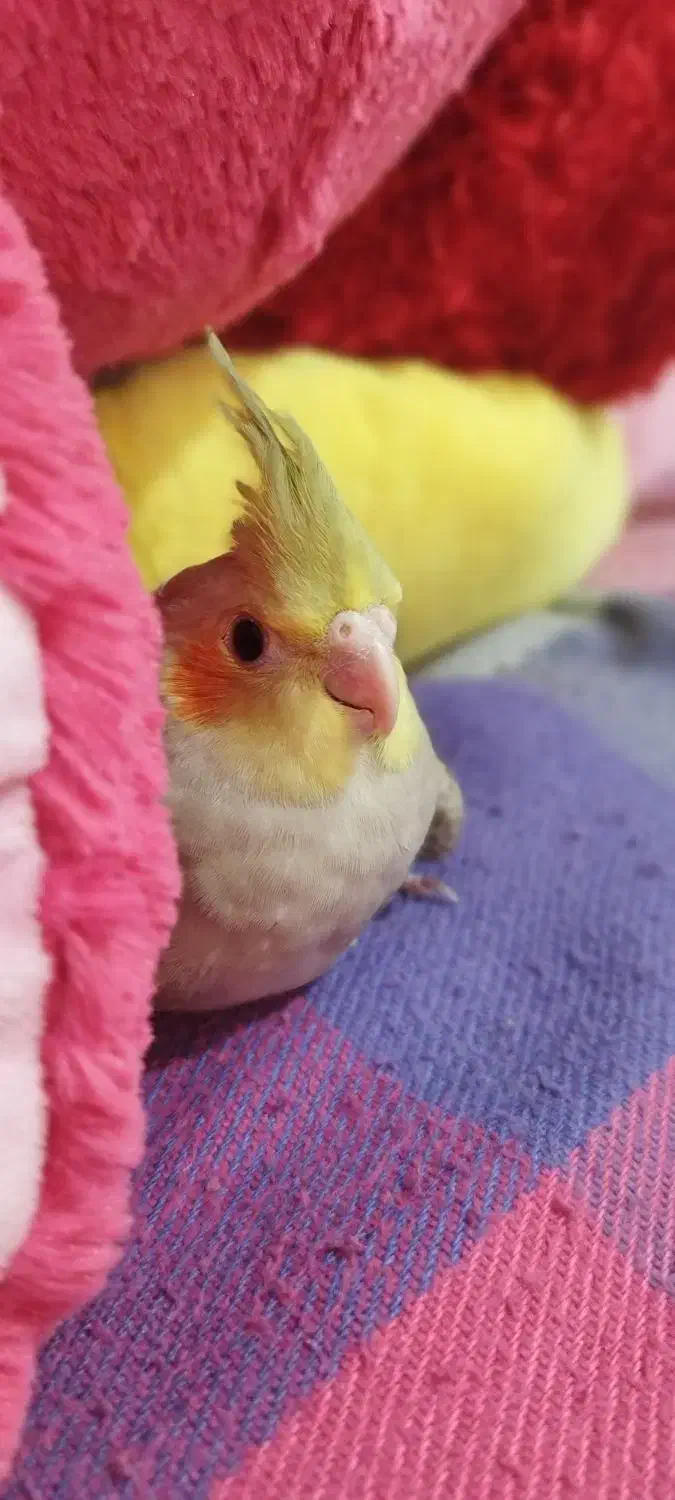 عروس هلندی زیبا و کشیده|پرنده|کلاچای, |دیوار