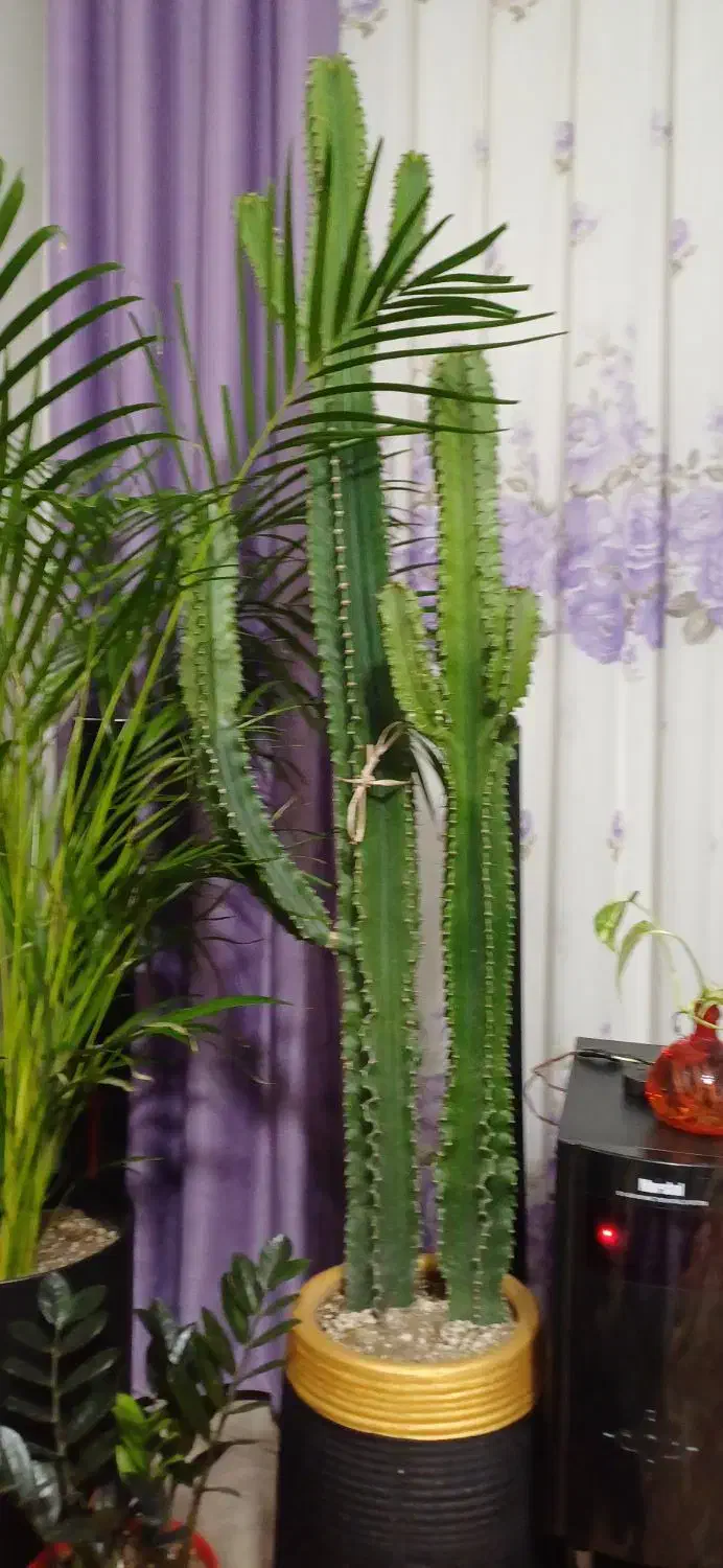 گیاه آپارتمانی افوربیا|گل و گیاه طبیعی|محمدشهر, محمدشهر|دیوار