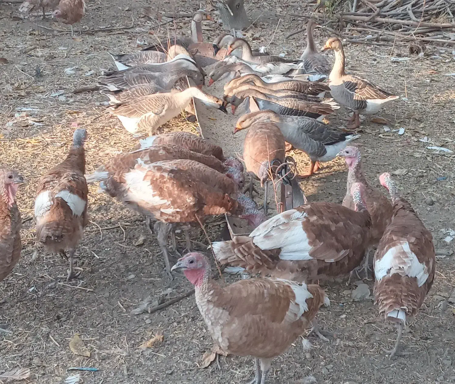 25عدد بوقلمون محلی  و 18عدد قاز قو|حیوانات مزرعه|مریوان, |دیوار