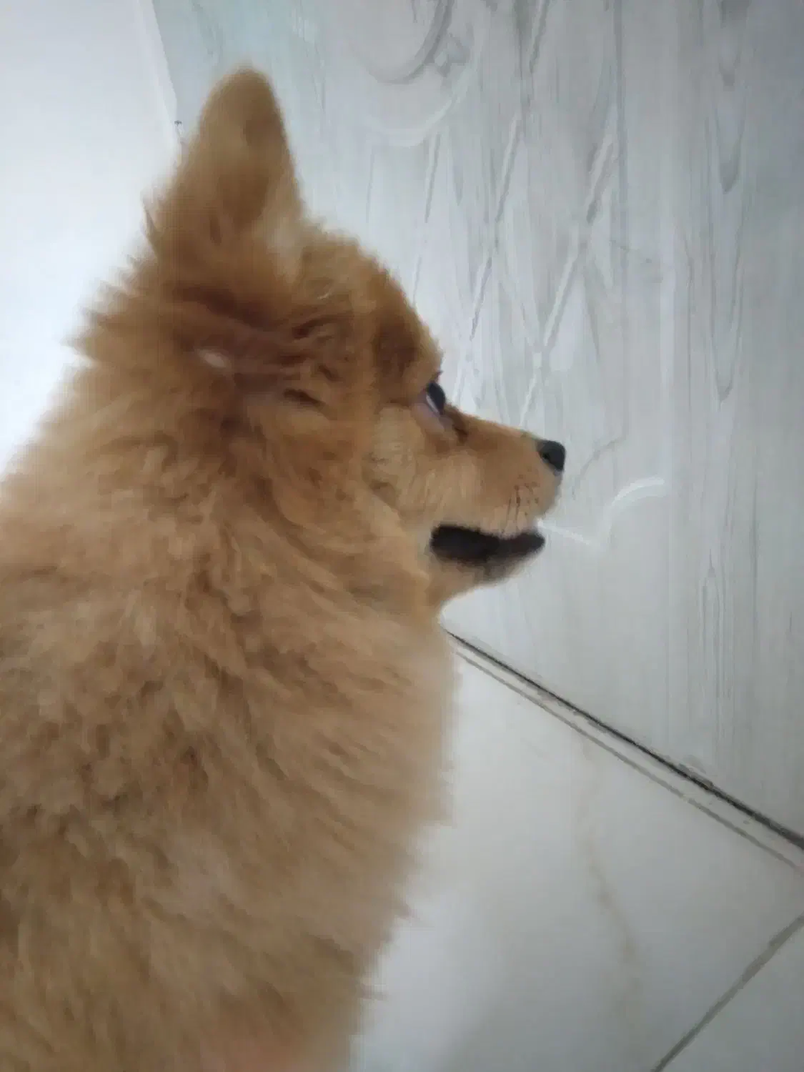 سگ پا کوتاه نژاد پامر گرگی سالم سالم|سگ|تهران, یاخجی آباد|دیوار