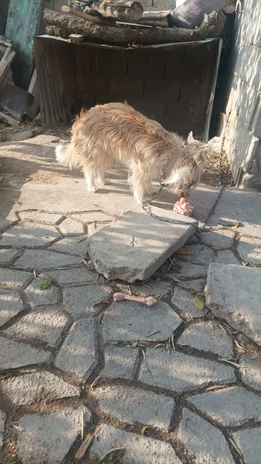 پاکوتا ماده خیلی بازی گوش سالم|سگ|بناب, |دیوار