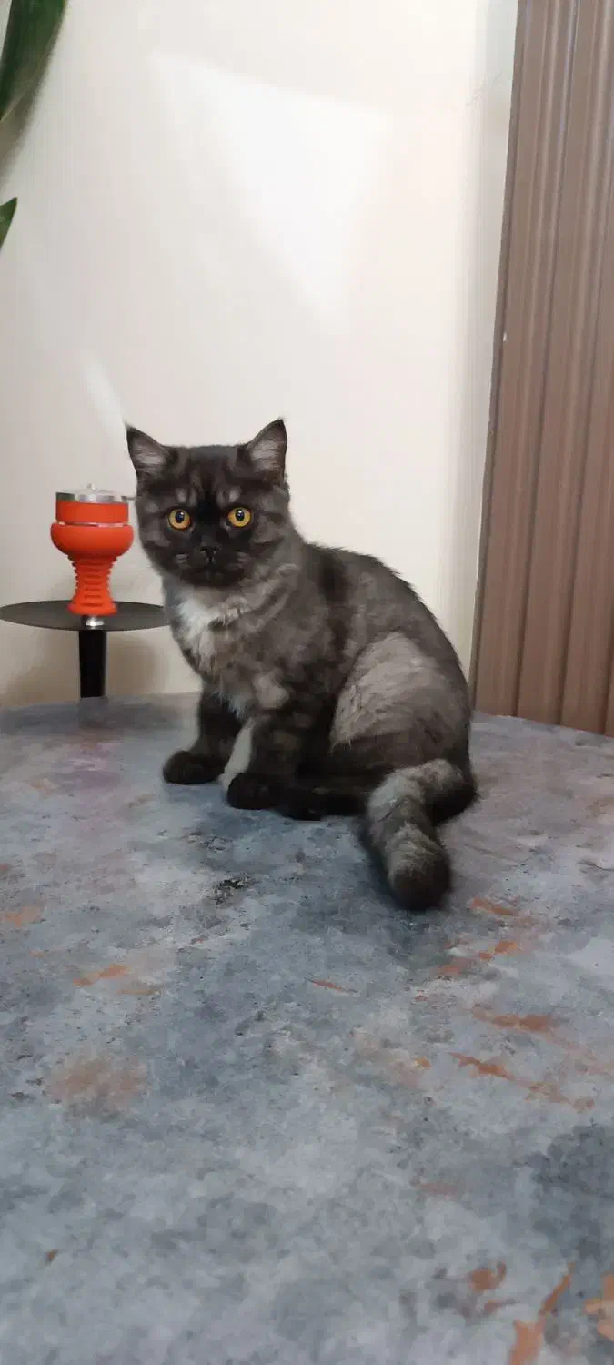 گربه بریتیش اسموکی ماده|گربه|تهران, شارق|دیوار