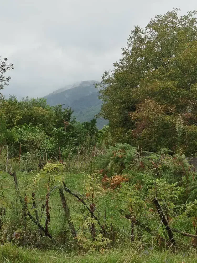 فروش زمین مسکونی با پروانه ساخت|فروش زمین و ملک کلنگی|شاندرمن, |دیوار