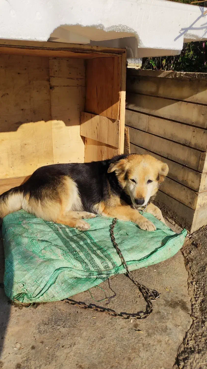 سگ  نژاد دار|سگ|ساری, |دیوار