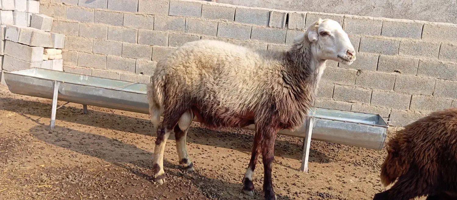 بره قوچ بروجردی|حیوانات مزرعه|انبارآلوم, |دیوار