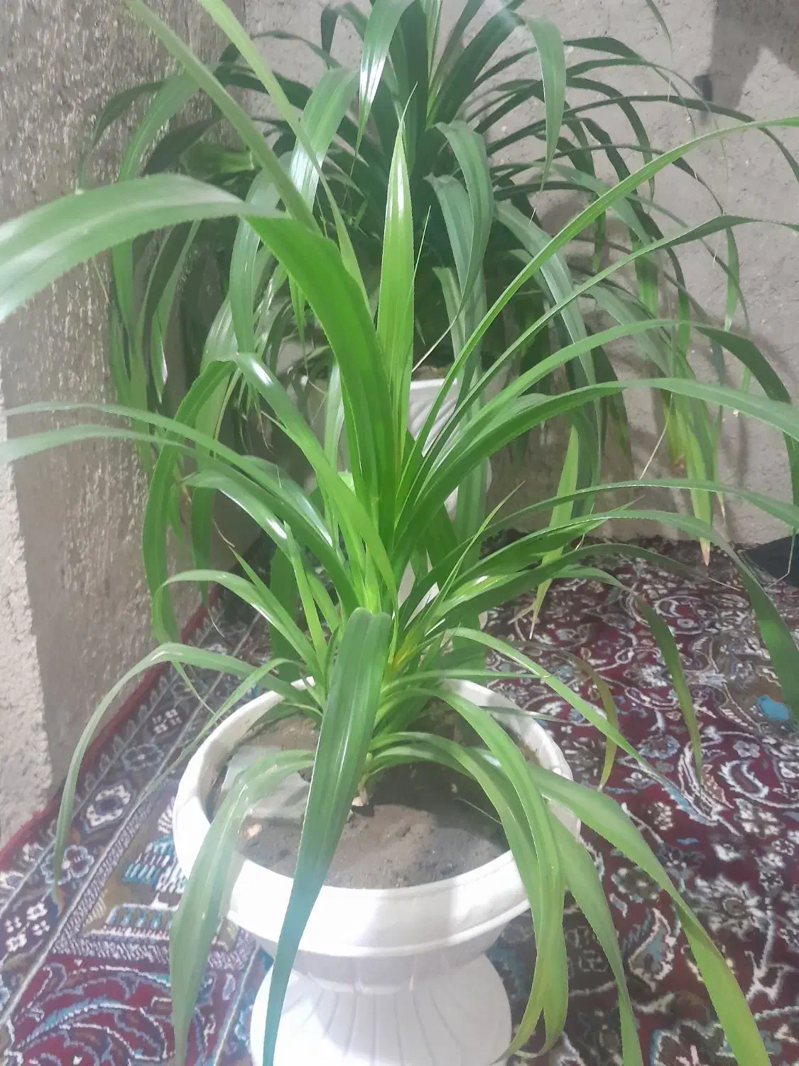 فروش گل|گل و گیاه طبیعی|سنندج, |دیوار