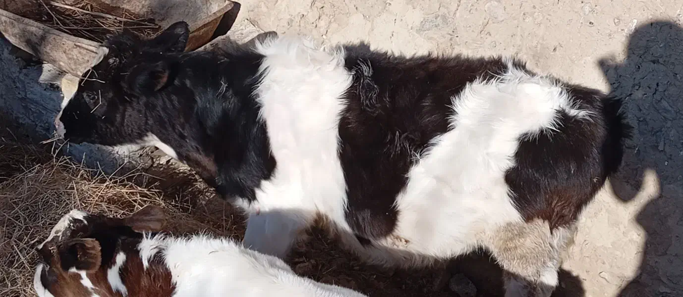 گوساله نر هولیشتاین سه ماه و بیست روز هستش|حیوانات مزرعه|شیروان (خراسان), |دیوار