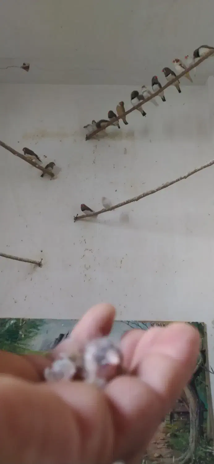 پرنده فنچ|پرنده|قزوین, |دیوار