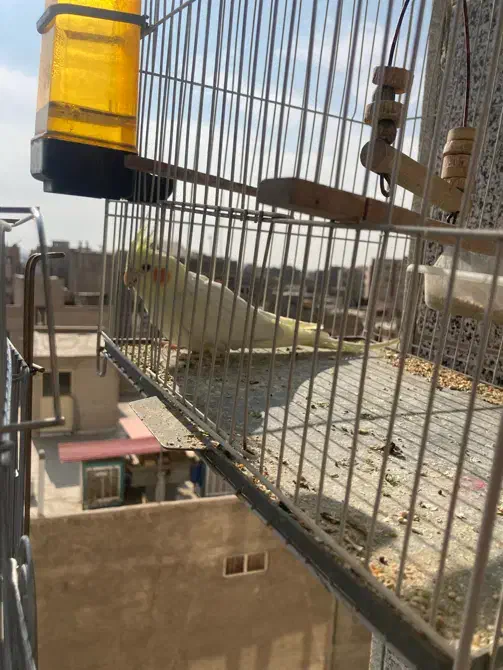 عروس هلندی|پرنده|شریفآباد, |دیوار