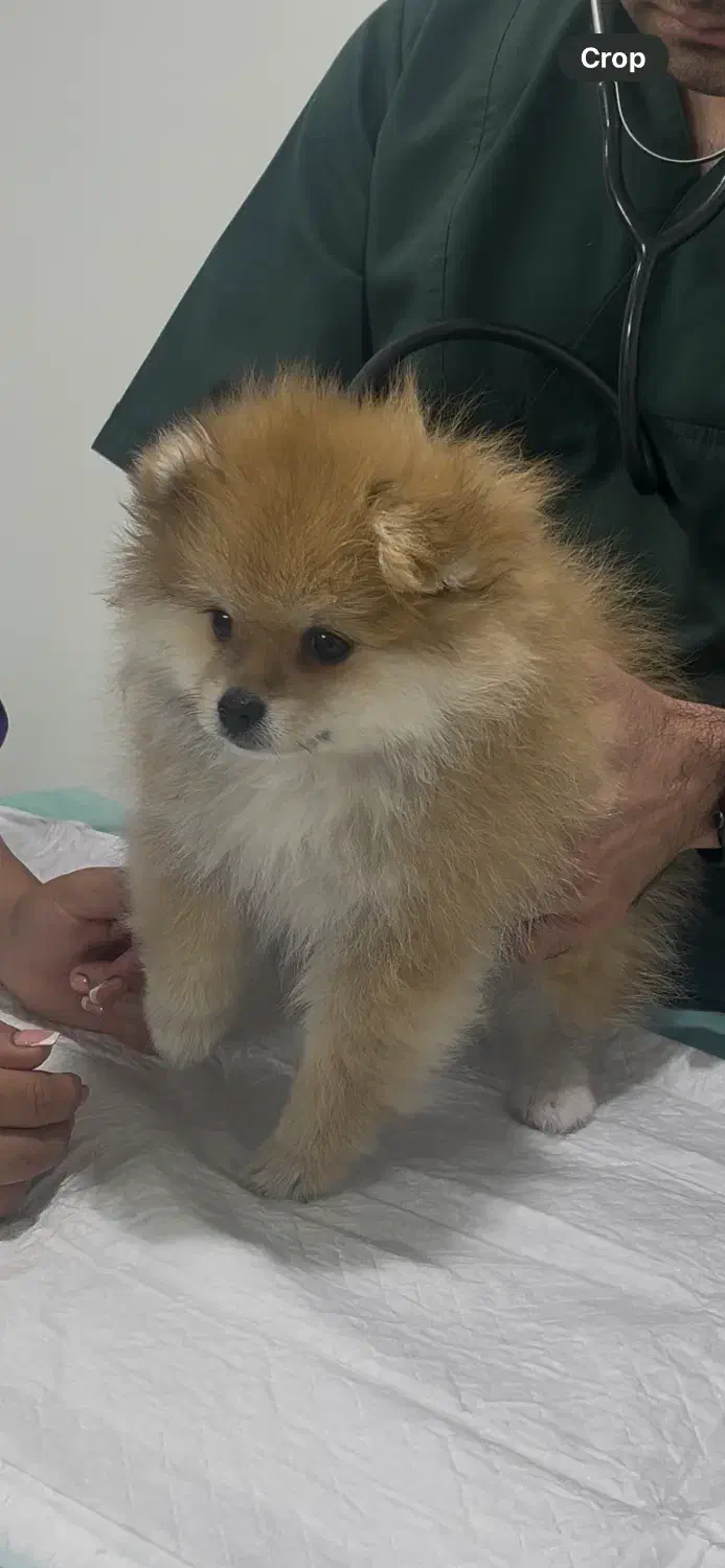 پامرخرسی جنسیت نر|سگ|مشهد, الهیه|دیوار