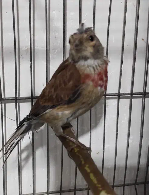 سهره قناری سینه سرخ عروس هلندی|پرنده|همدان, |دیوار