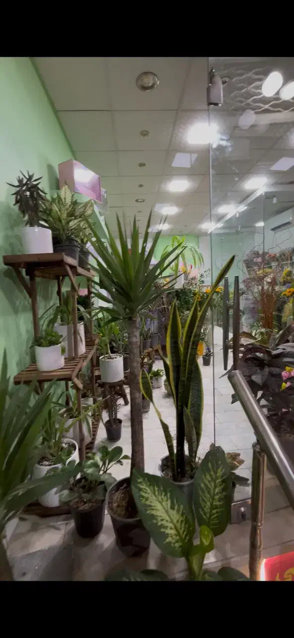 استخدام هنرجوفروشنده جهت فروشگاه گل وگل ارایی|استخدام بازاریابی و فروش|یزد, |دیوار