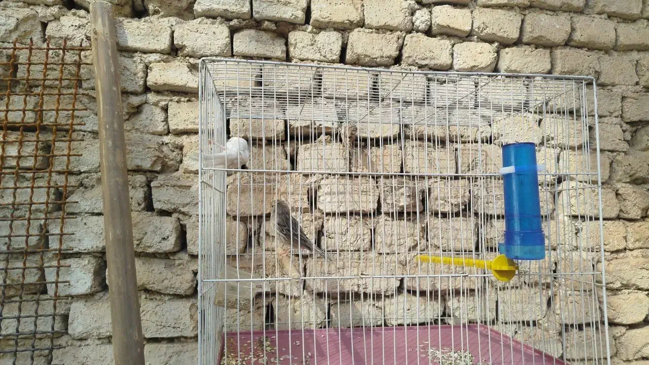 قناری  نر شلاقی و دوتا ماده|پرنده|خمینی‌شهر, |دیوار