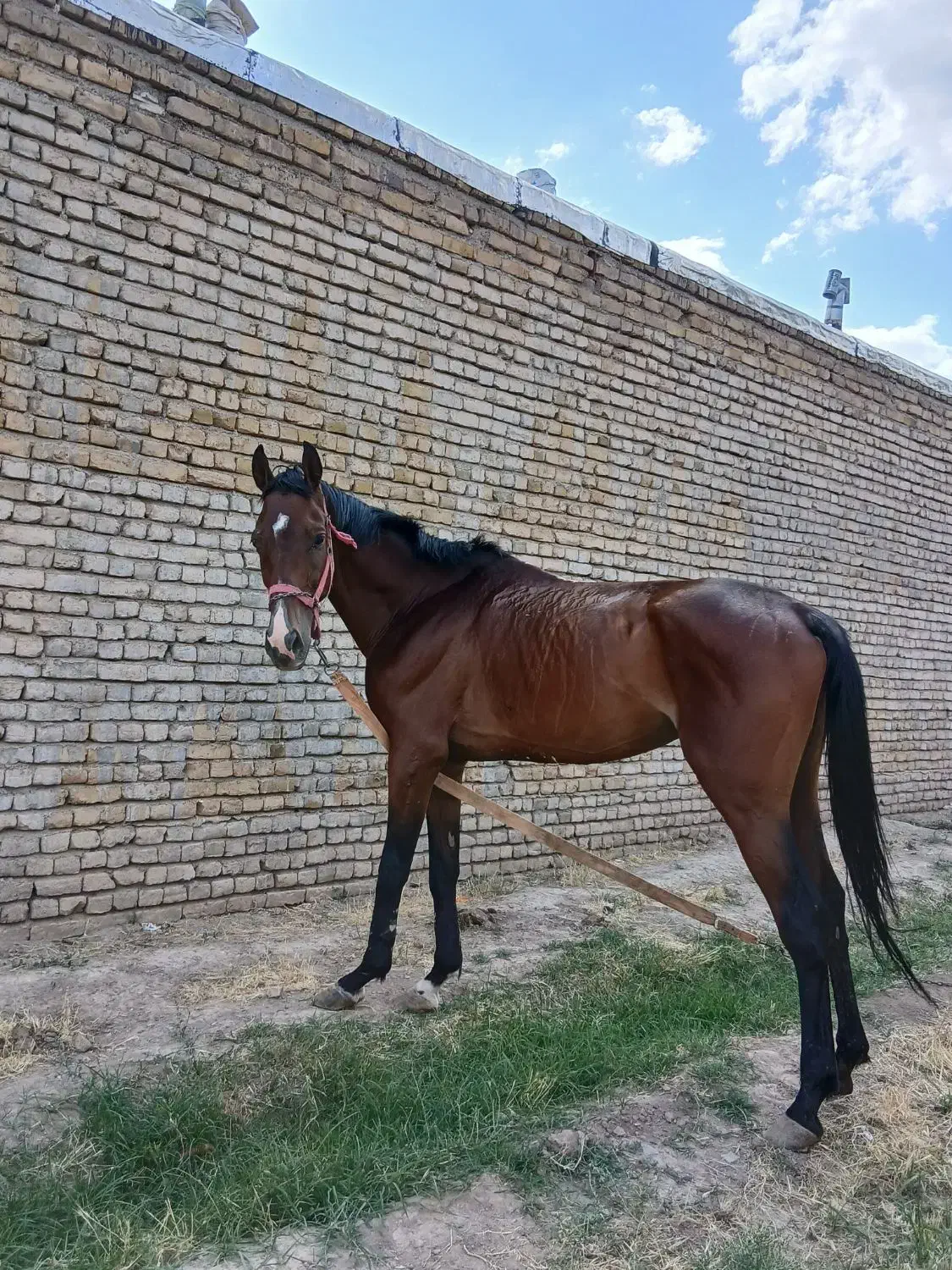 اسب فروشی|اسب و تجهیزات اسبسواری|تربتحیدریه, ده پائین|دیوار