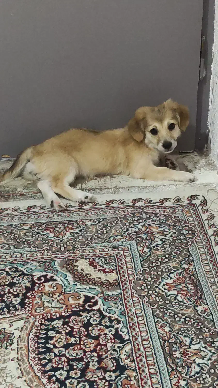 واگذاری سگ|سگ|شیراز, تحویلی|دیوار