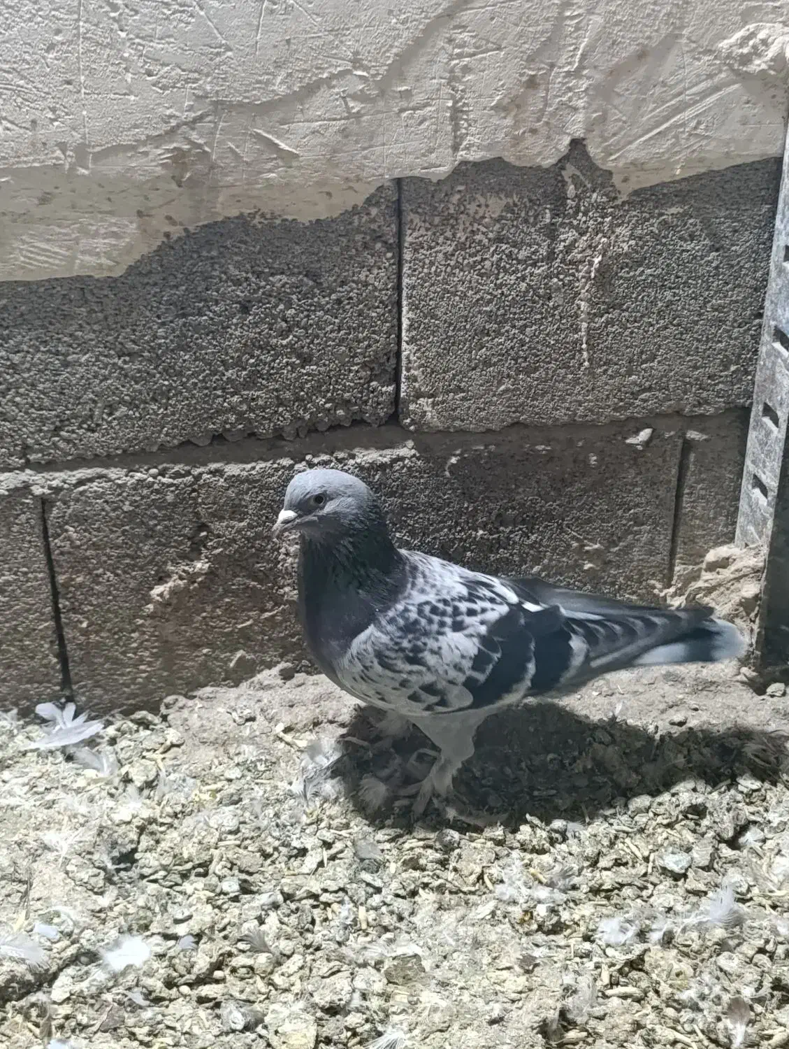 کبوترترکیه|حیوانات|میاندوآب, |دیوار