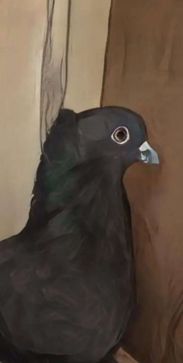 کبوتر راعبی|پرنده|قم, چهار مردان|دیوار