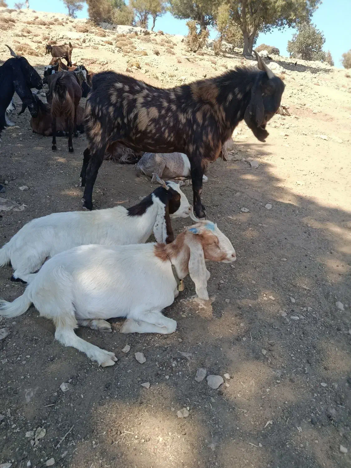 ساورین با دوتا بز داشتی درجه یک فروش|حیوانات مزرعه|آبدانان, |دیوار