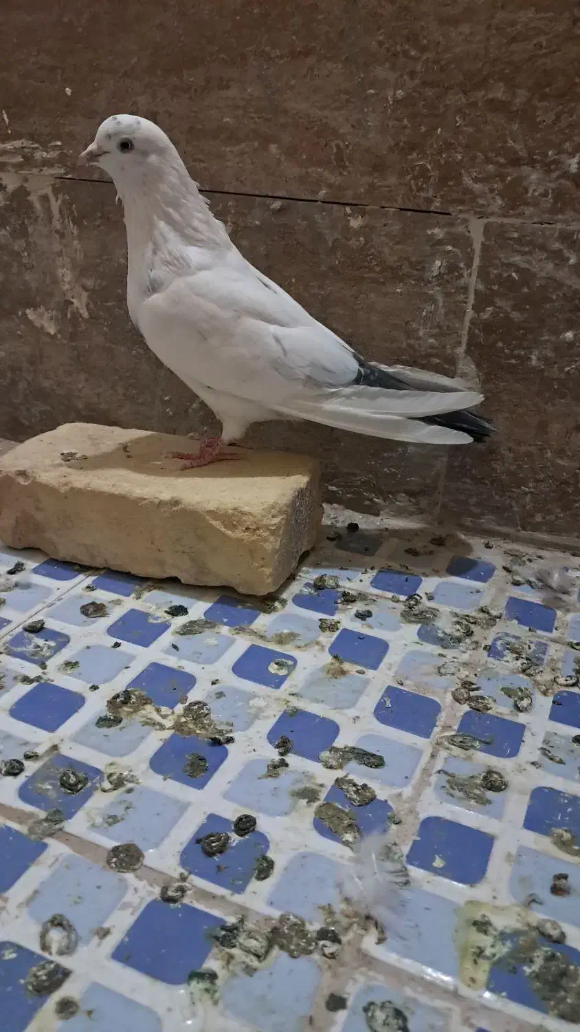 کبوتر|پرنده|زارچ, |دیوار