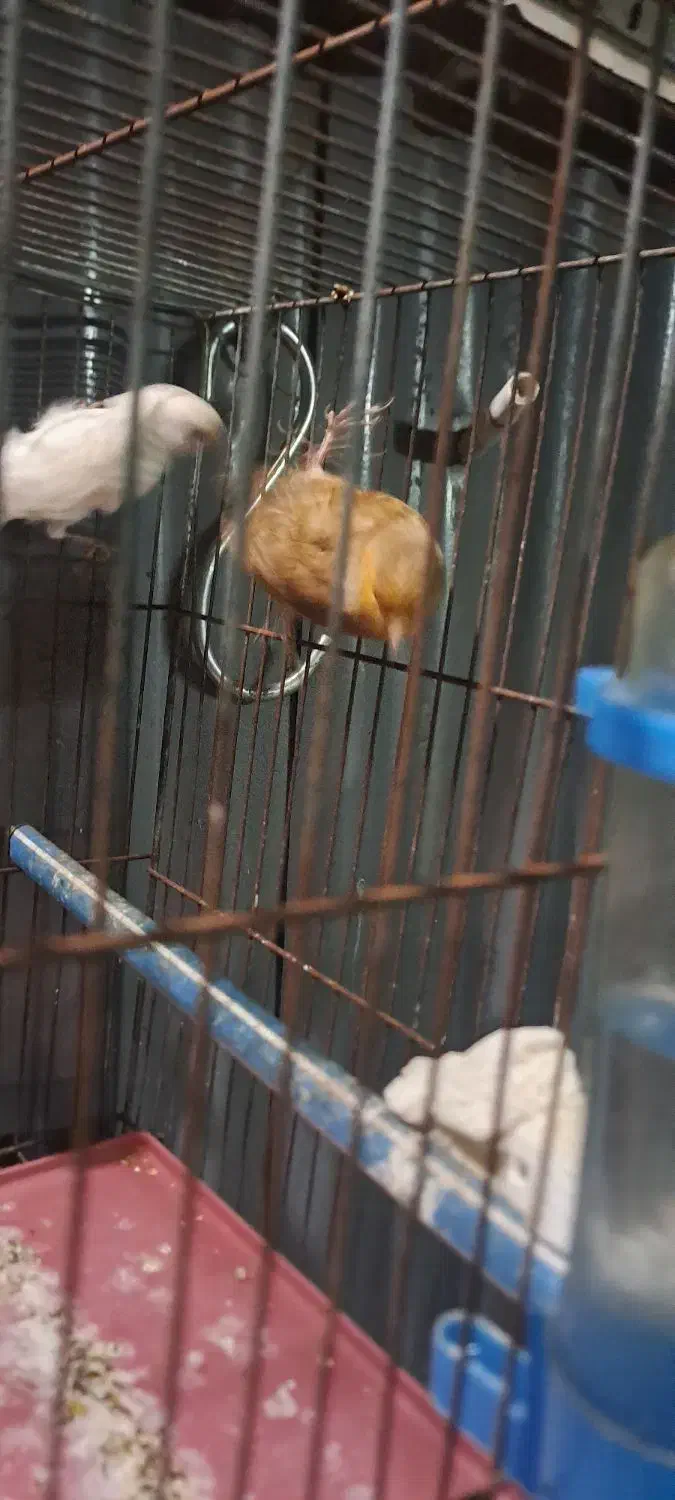 قناری نر|پرنده|شیراز, آبیاری|دیوار