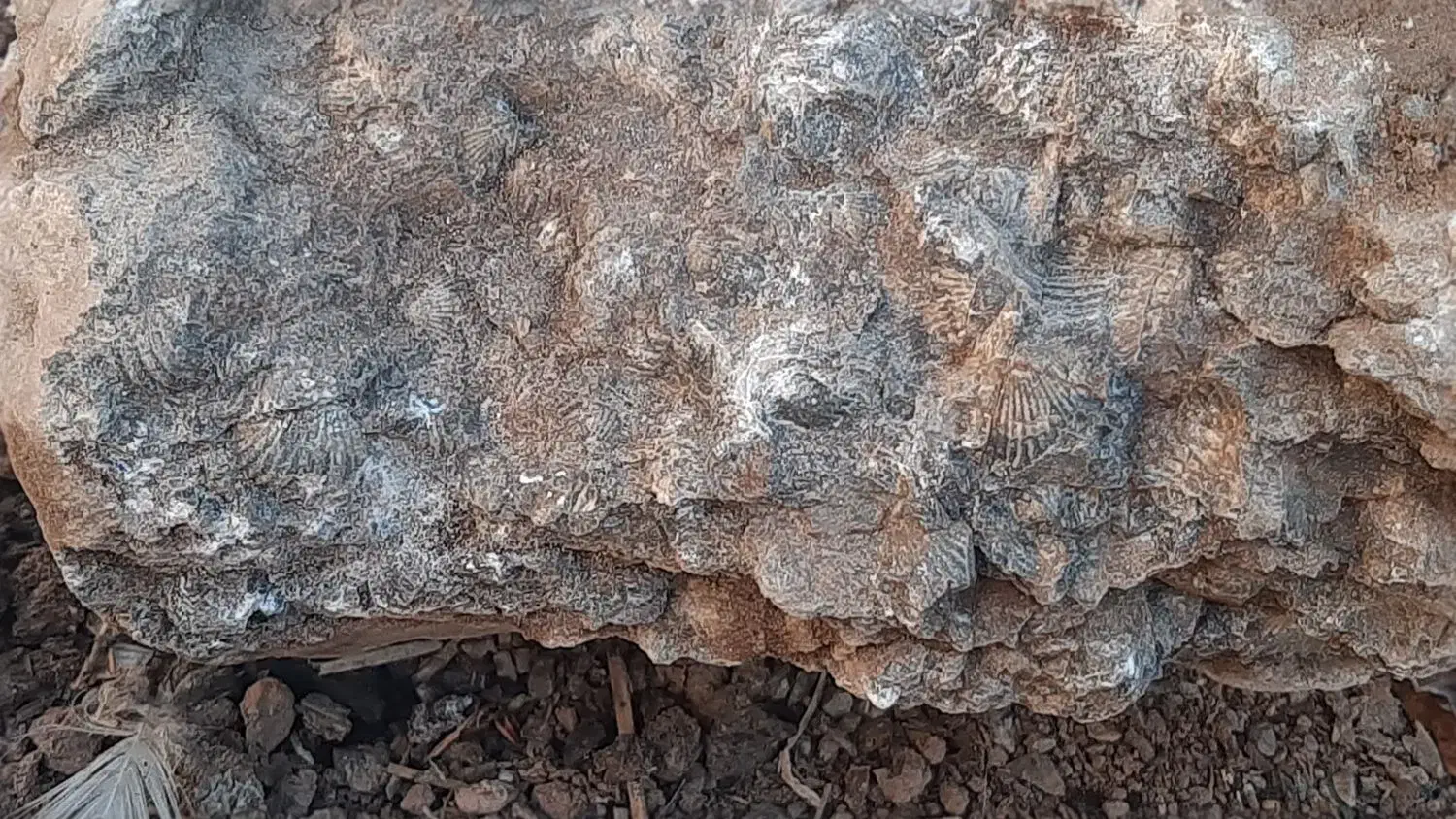 همه|کلکسیون و سرگرمی|جلفا, |دیوار