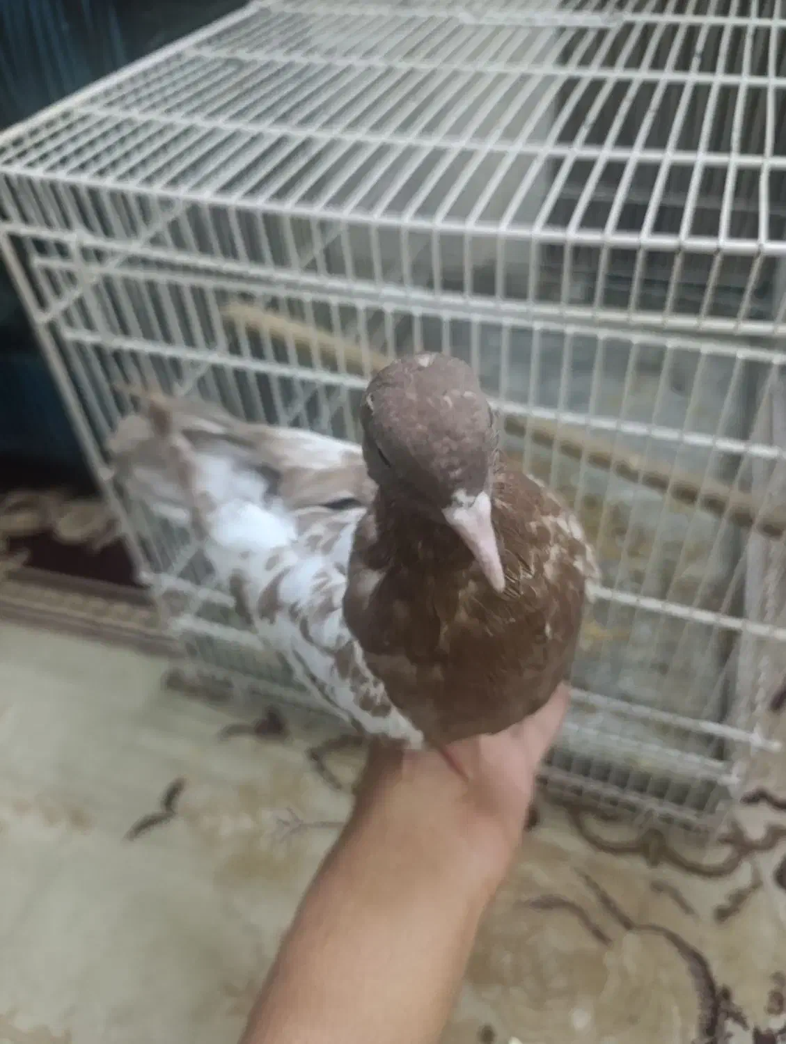 کفتر دستی|پرنده|کرمان, |دیوار