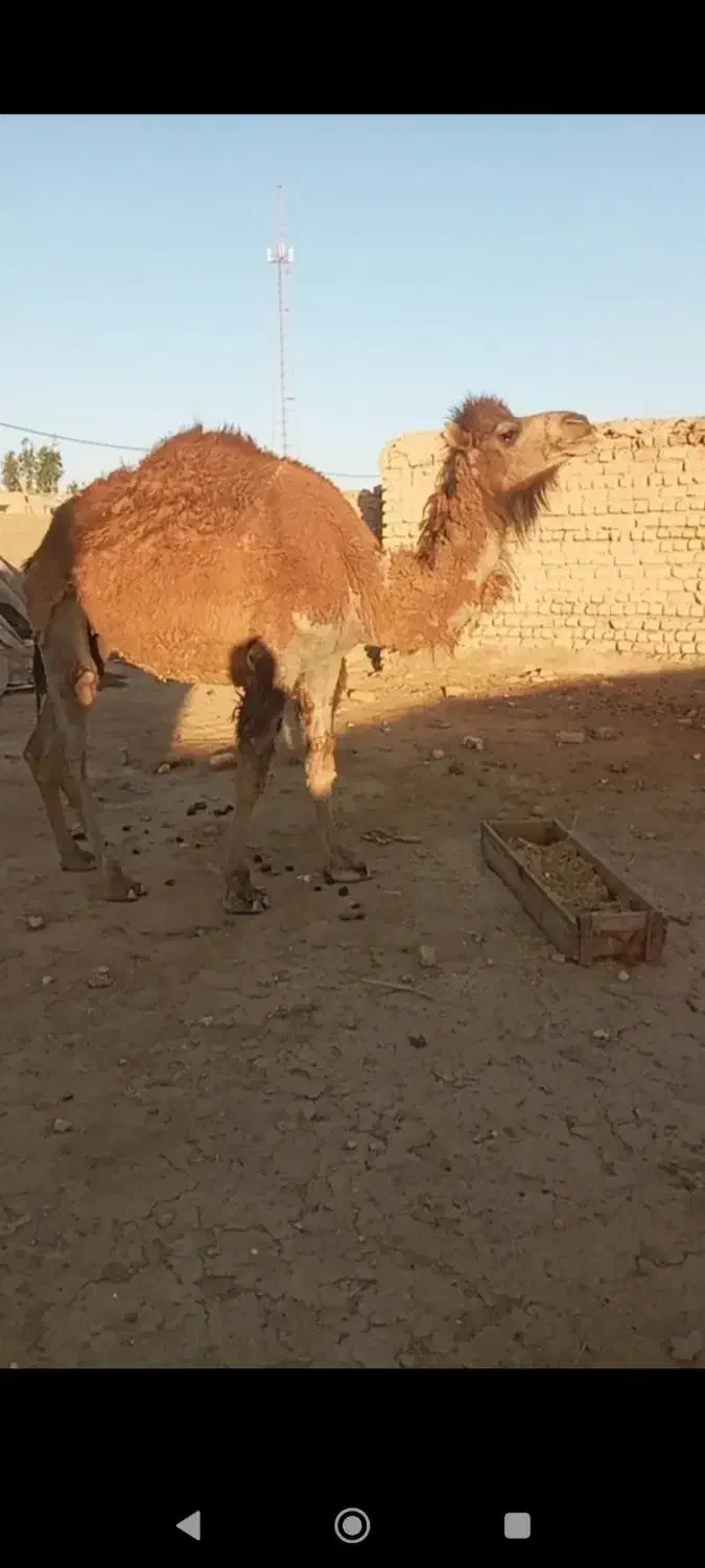 شتر|حیوانات مزرعه|کهریزک, |دیوار