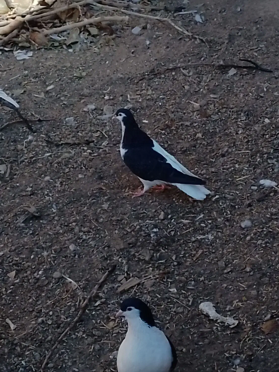 یک جفت چپ سیاه شق|پرنده|سبزوار, قصبه شرقی|دیوار