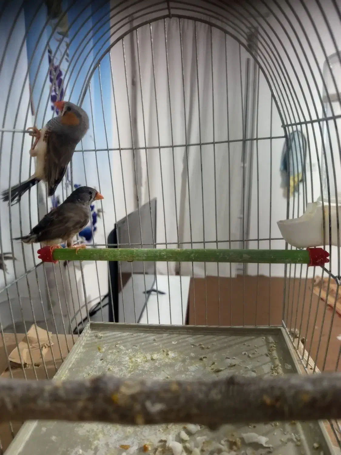 فنچ خونگی|پرنده|بیرجند, |دیوار