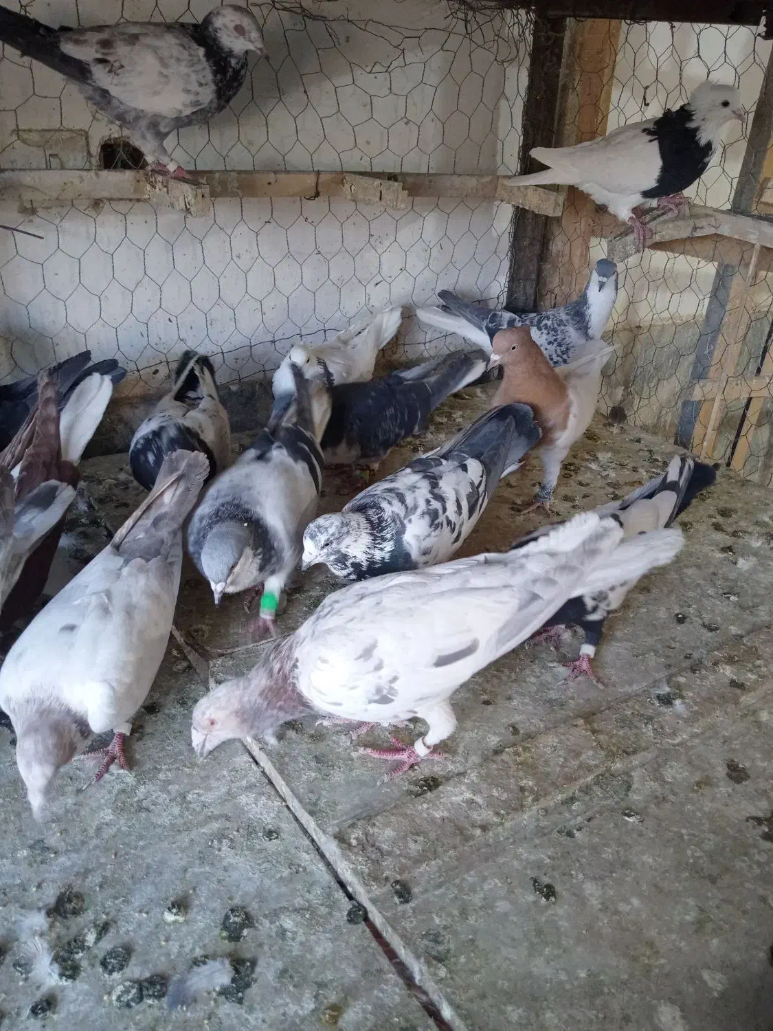 کبوتر بوم|پرنده|چناران, |دیوار