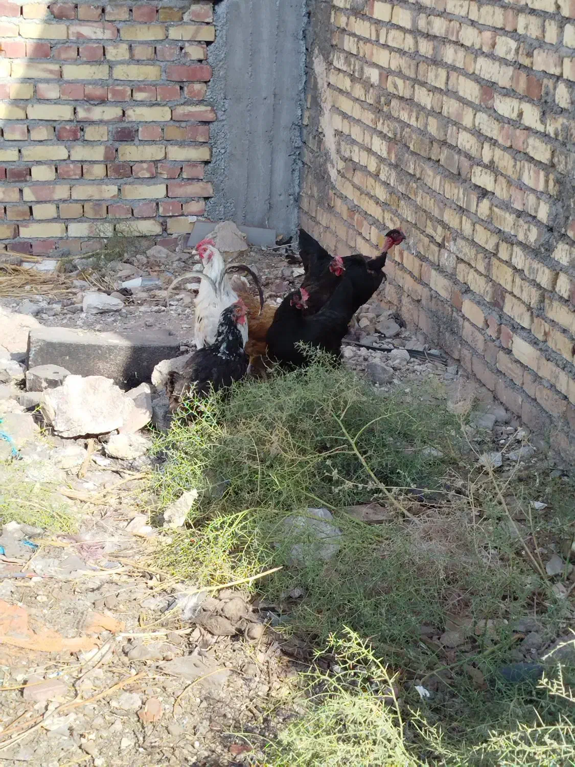 ۵تا مرغ و یک خروس|حیوانات مزرعه|تربت جام, یحیی آباد|دیوار