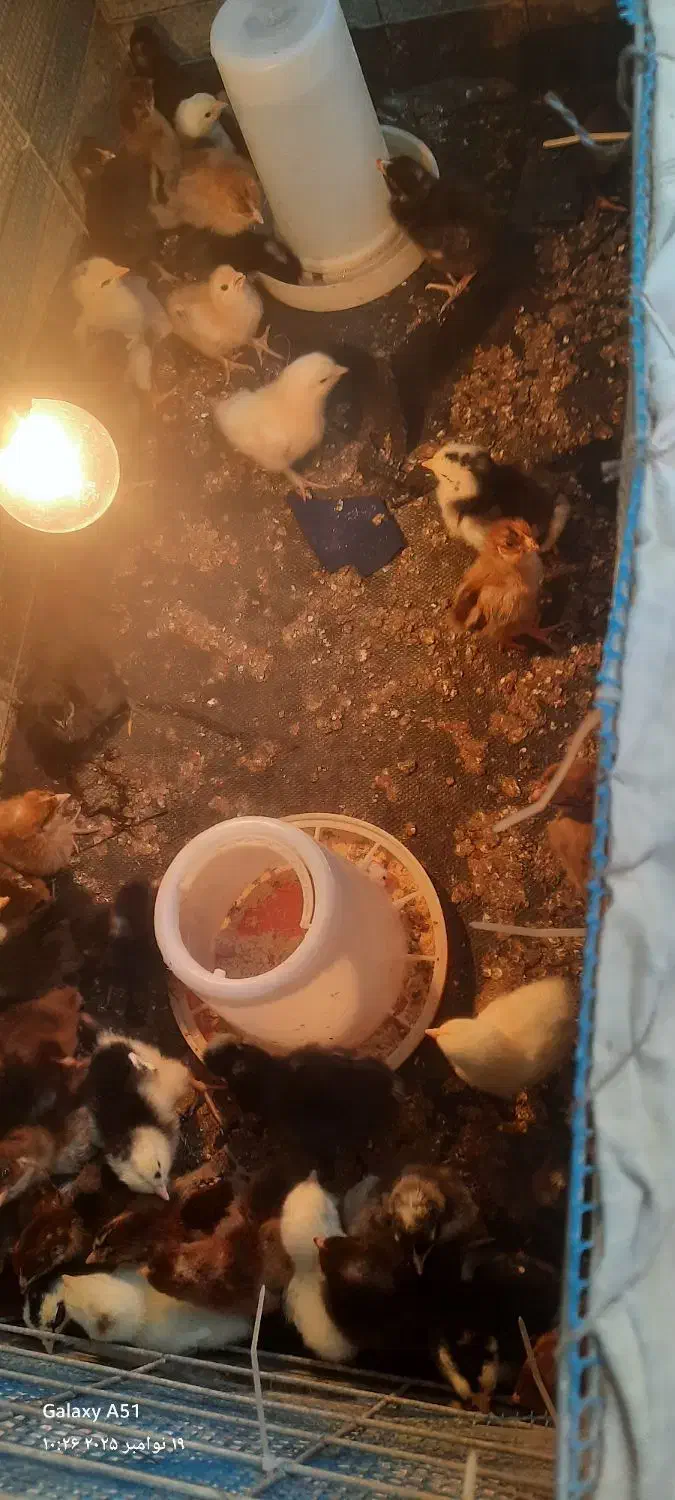 جوجه محلی یک هفته ای|حیوانات مزرعه|قائم‌شهر, |دیوار