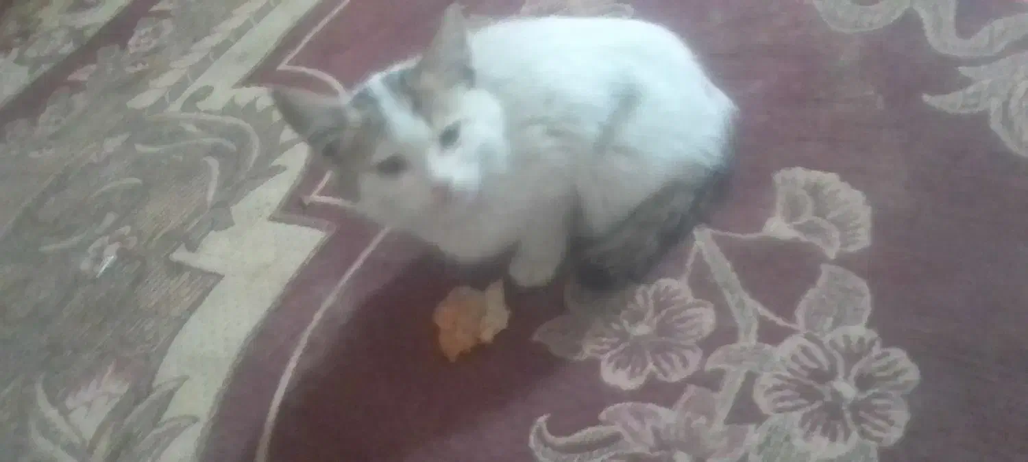 گم شده بچه گربه بازیگوش سالم دستی|حیوانات|یزد, |دیوار