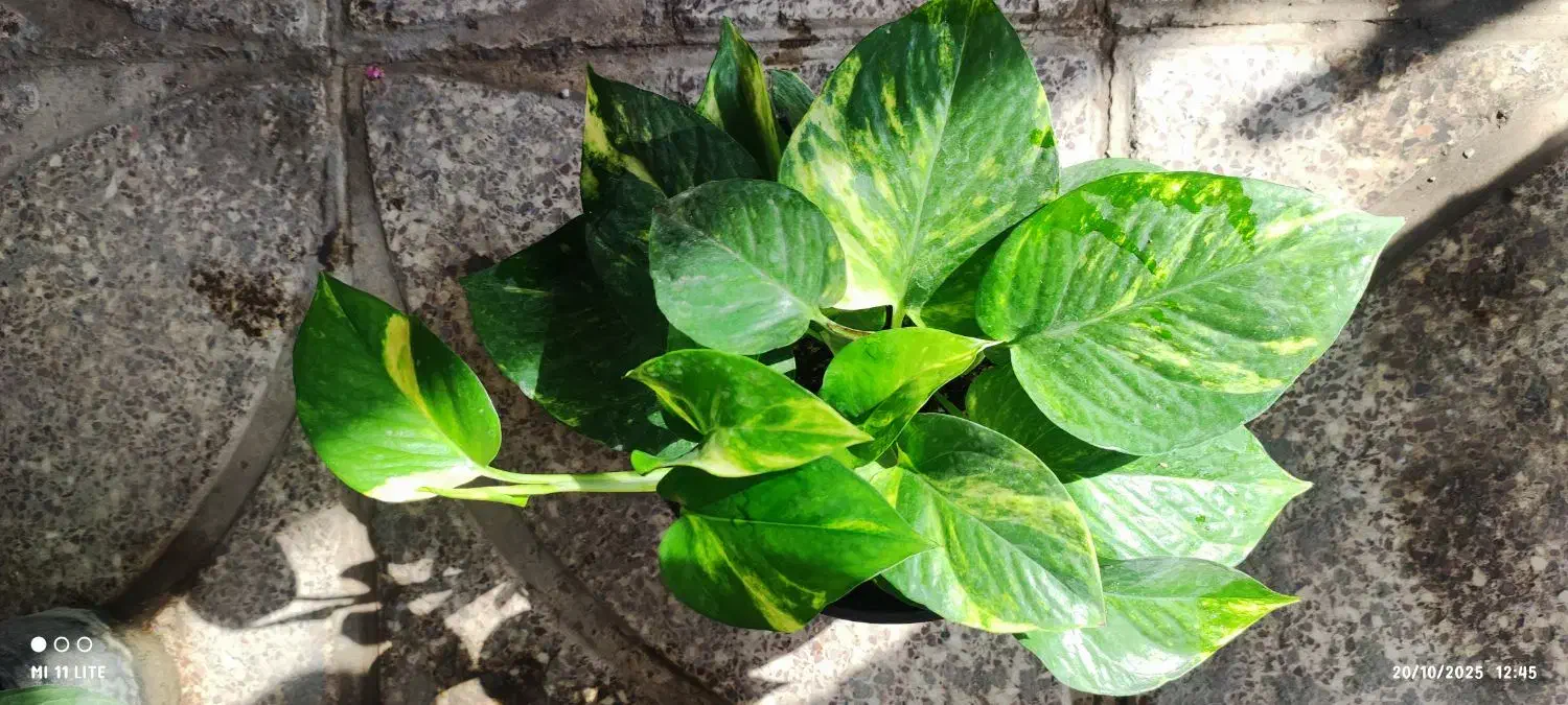 گل لیندا ..یاس هلندی|گل و گیاه طبیعی|ورامین, ورامین|دیوار