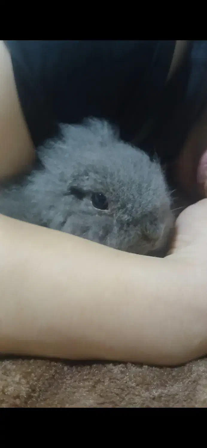 خرگوش لوپ اصل|موش و خرگوش|سرخرود, |دیوار