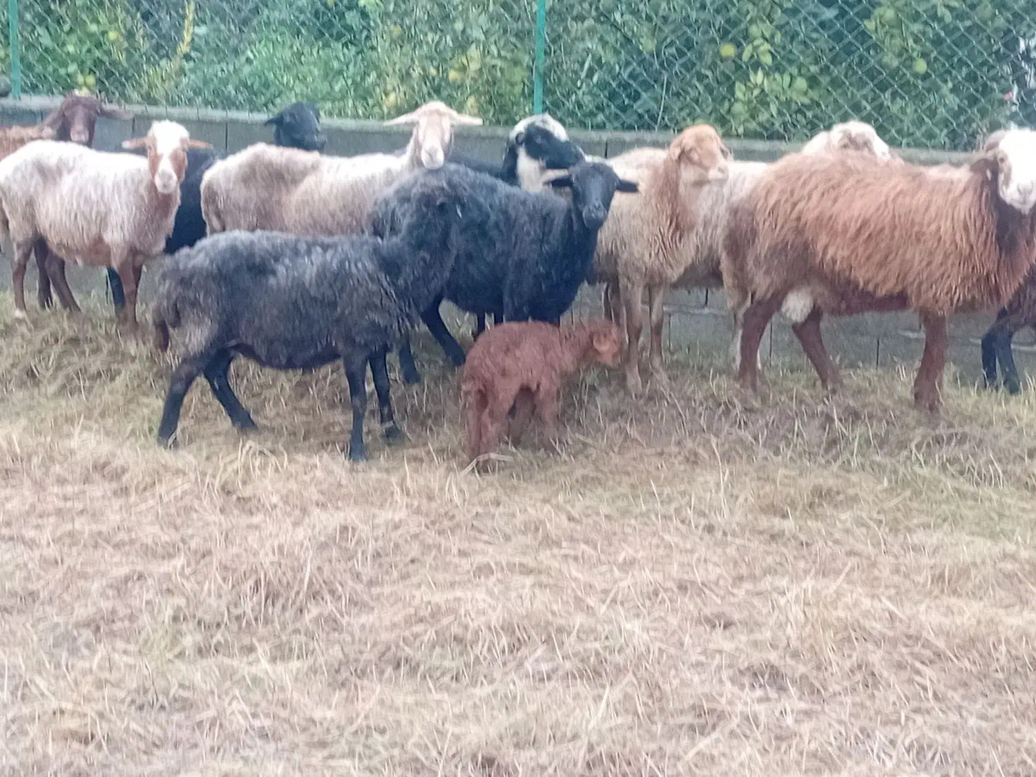 فروش گوسفند|حیوانات مزرعه|خرمآباد (تنکابن), |دیوار