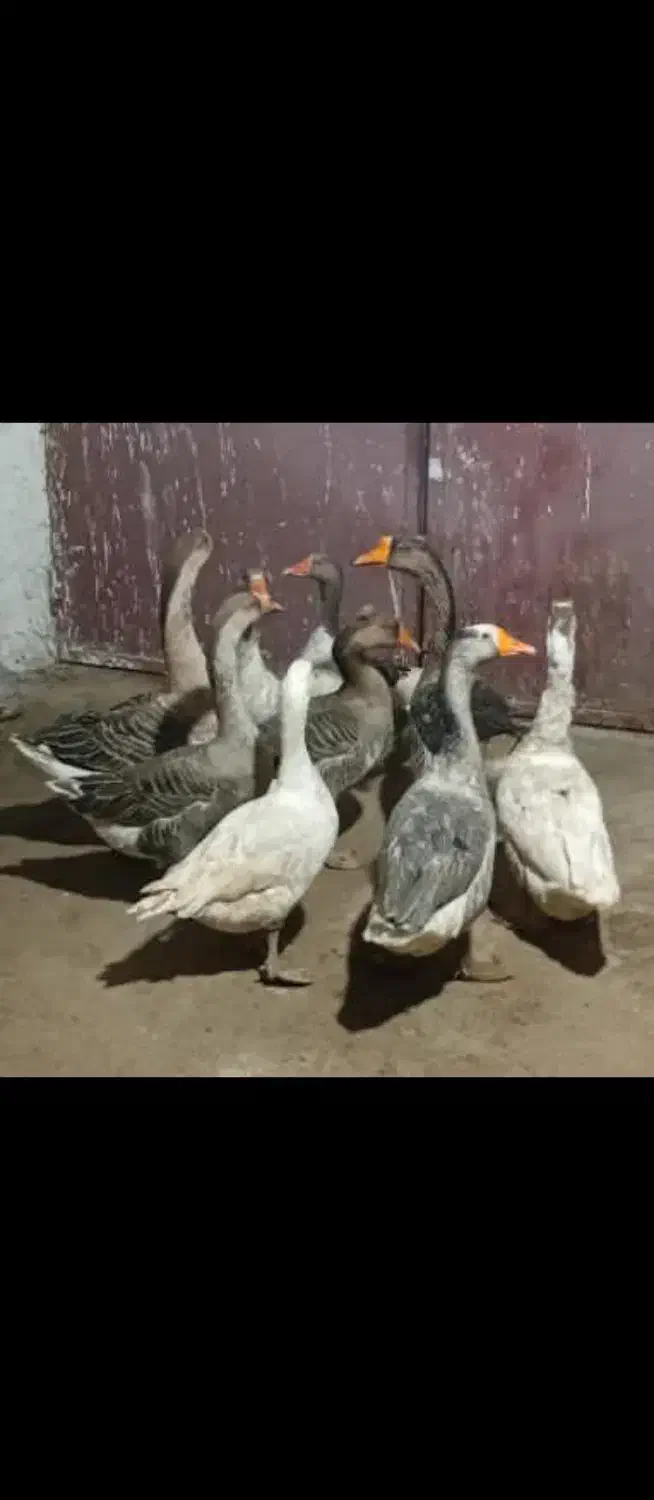 قو قاز|حیوانات مزرعه|پارسآباد, |دیوار