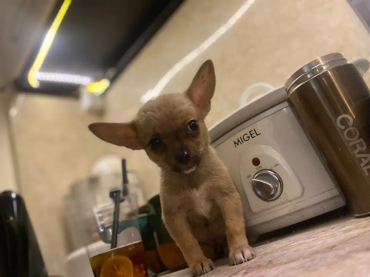 مجموعه هوم شیوا|سگ|مشهد, هنرستان|دیوار