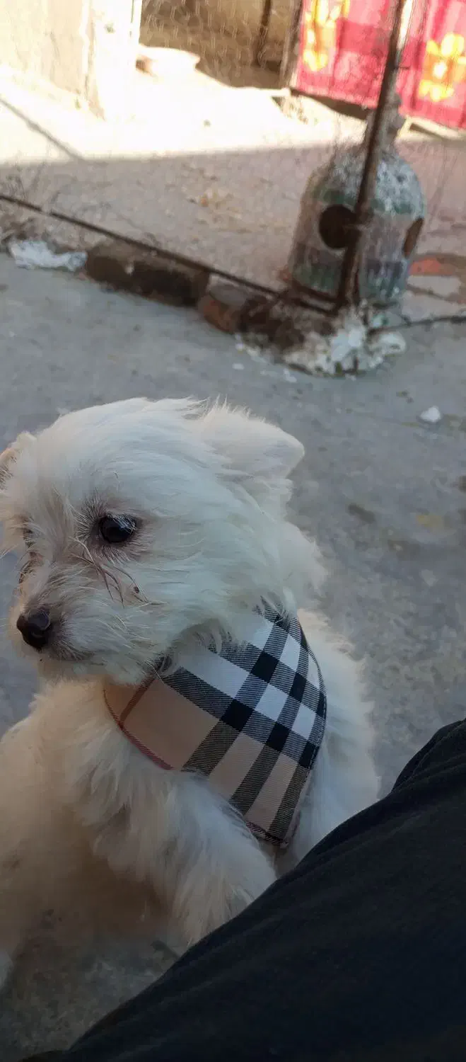 فروش سگ|سگ|جهرم, |دیوار