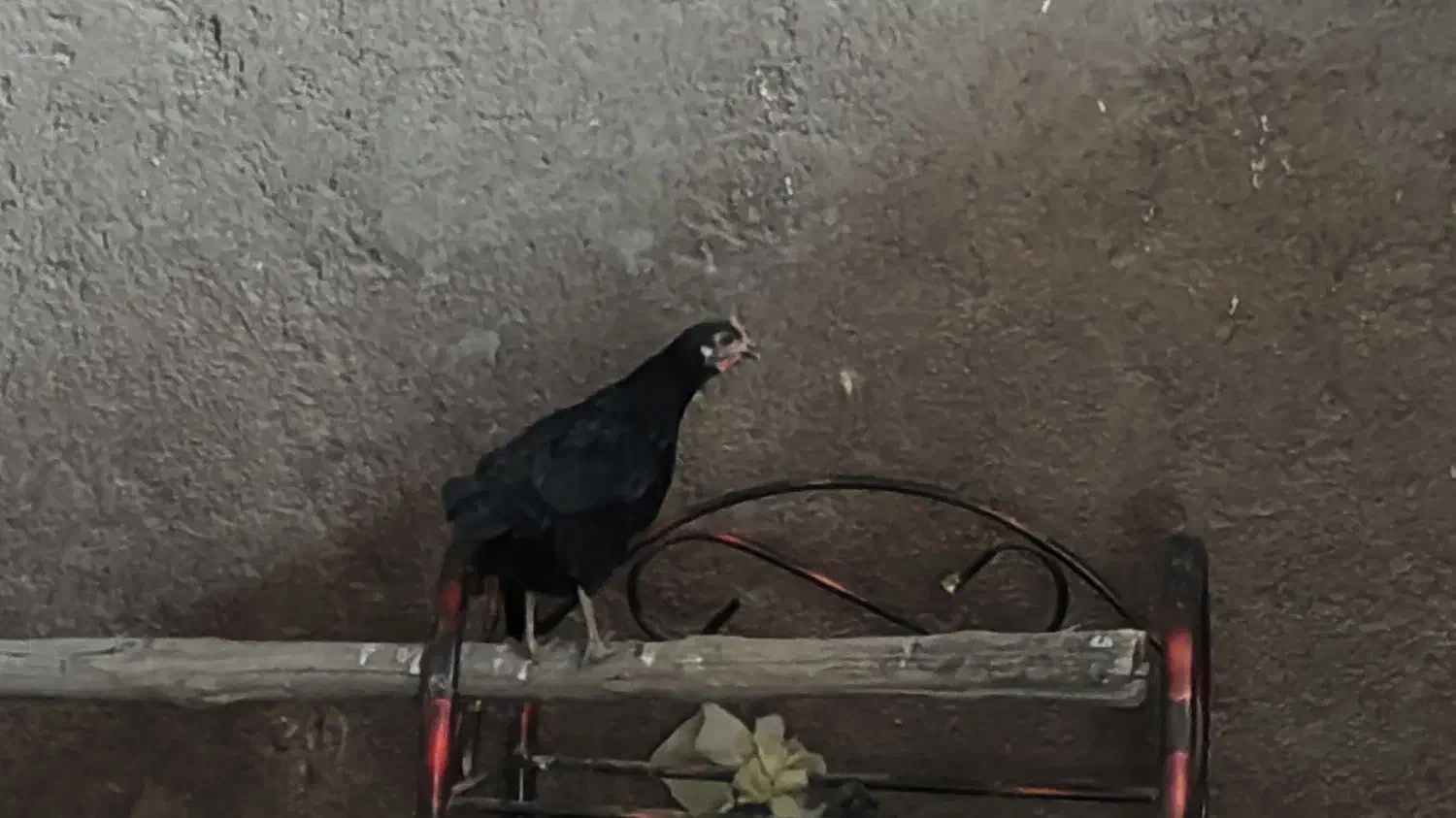 خروس  و مرغ سیاه  عربی|حیوانات مزرعه|حمیدیه, |دیوار