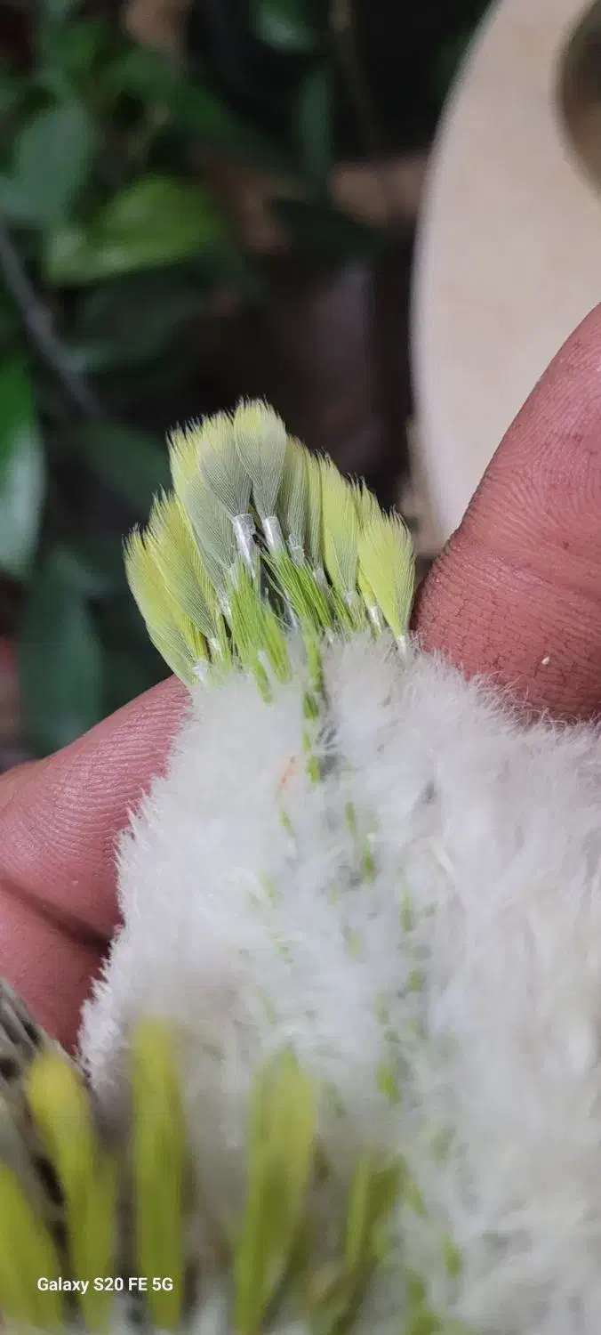 راهب پسته ای سرلاکی|پرنده|اصفهان, آزادان|دیوار