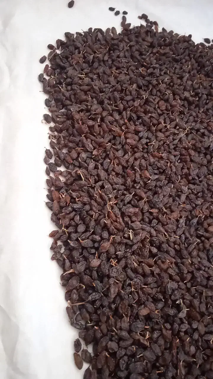 فخری پاک شده|خوردنی و آشامیدنی|میاندوآب, |دیوار